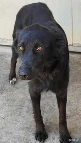 CAGNOLINA IN ADOZIONE FILIA, giovane e delicata.