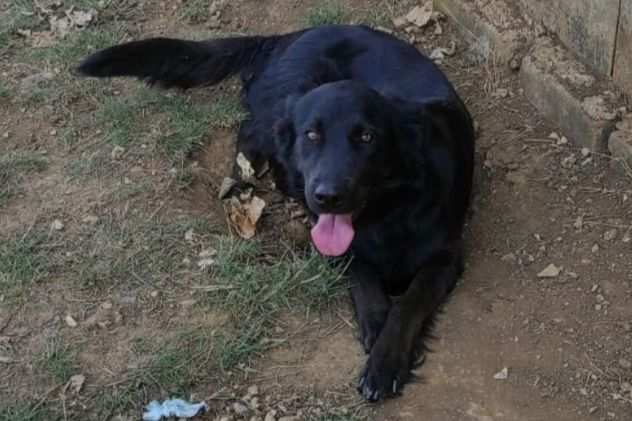 CAGNOLINA IN ADOZIONE FILIA, giovane e delicata.