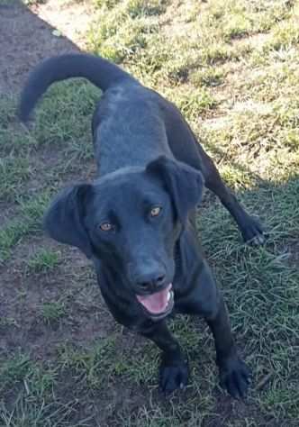 CAGNOLINA IN ADOZIONE LARA, mix labrador.