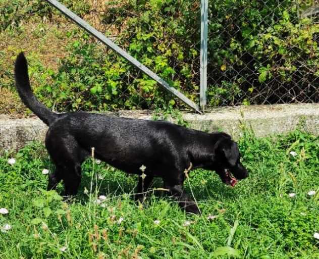 CAGNOLINA IN ADOZIONE LARA, mix labrador.