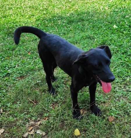 CAGNOLINA IN ADOZIONE LARA, mix labrador.