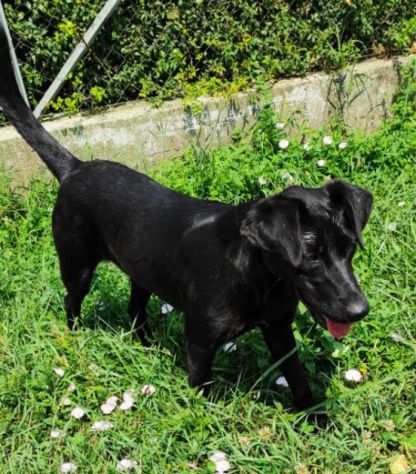 CAGNOLINA IN ADOZIONE LARA, mix labrador.