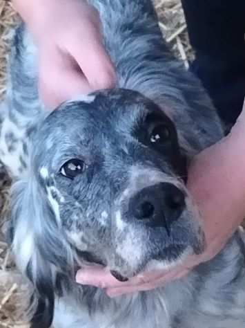 CAGNOLINA IN ADOZIONE LILY, dolce setterina, taglia medio contenuta