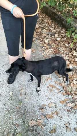 CAGNOLINA IN ADOZIONE LIQUIRIZIA, taglia medio piccola.