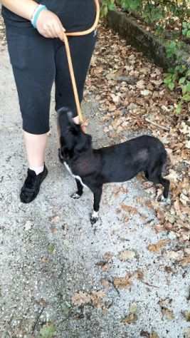 CAGNOLINA IN ADOZIONE LIQUIRIZIA, taglia medio piccola.