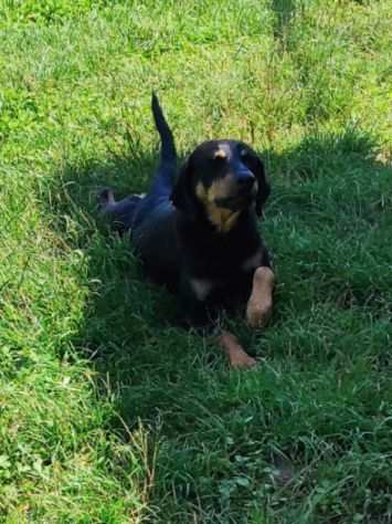 CAGNOLINA IN ADOZIONE LIVIA, adorabile ed affettuosa, taglia medio piccola.