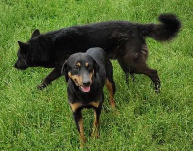 CAGNOLINA IN ADOZIONE LIVIA, adorabile ed affettuosa, taglia medio piccola.