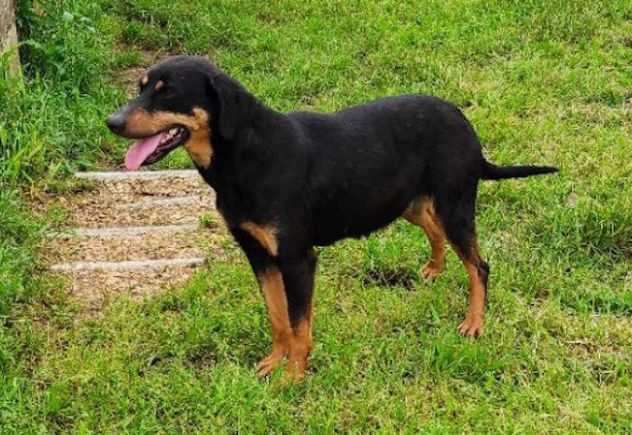 CAGNOLINA IN ADOZIONE LIVIA, adorabile ed affettuosa, taglia medio piccola.