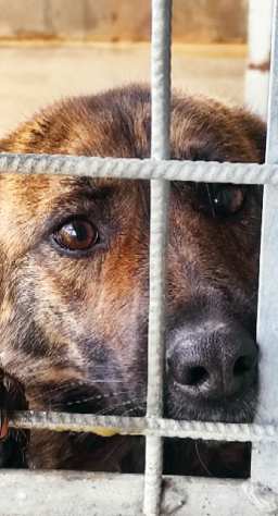 CAGNOLINA IN ADOZIONE NINA