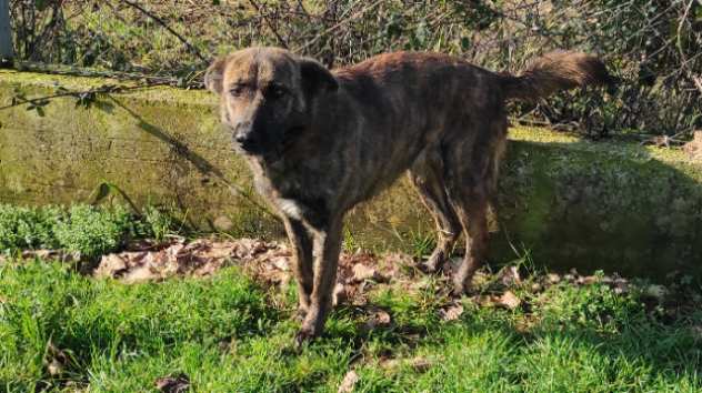 CAGNOLINA IN ADOZIONE NINA