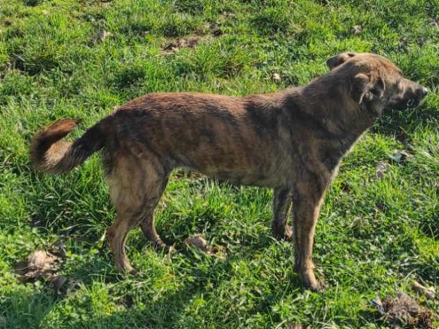 CAGNOLINA IN ADOZIONE NINA