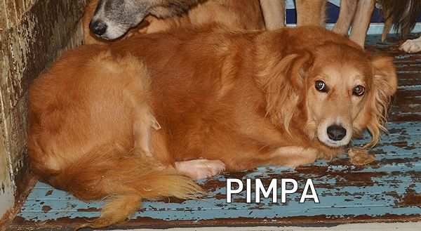 CAGNOLINA IN ADOZIONE PIMPA