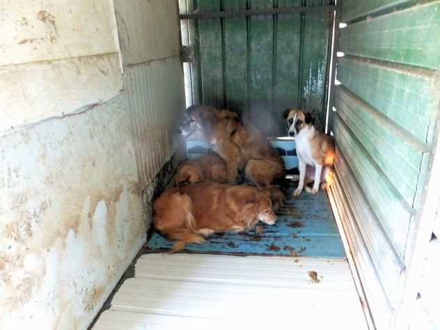 CAGNOLINA IN ADOZIONE PIMPA