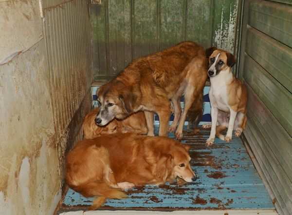 CAGNOLINA IN ADOZIONE PIMPA