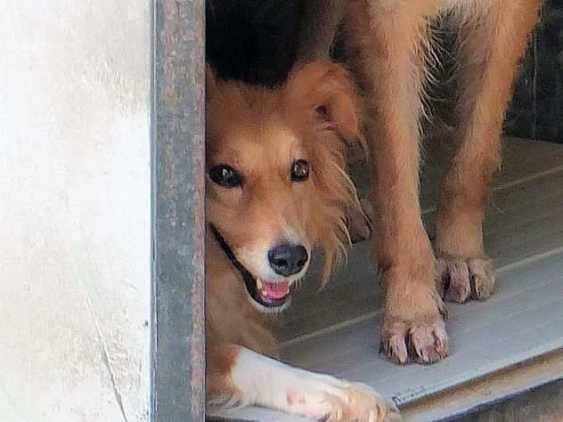 CAGNOLINA IN ADOZIONE PIMPA