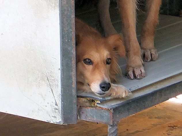 CAGNOLINA IN ADOZIONE PIMPA