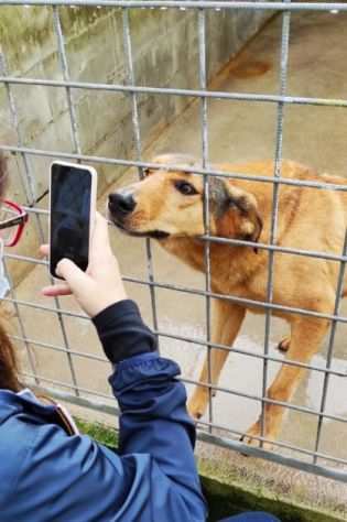 CAGNOLINA IN ADOZIONE SIMPATIA