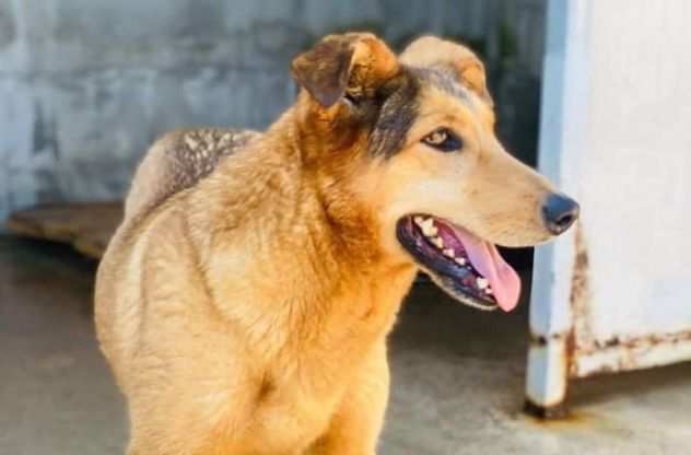 CAGNOLINA IN ADOZIONE SIMPATIA