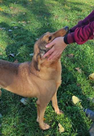 CAGNOLINA IN ADOZIONE SIMPATIA