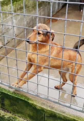 CAGNOLINA IN ADOZIONE SIMPATIA