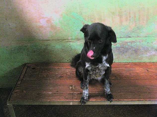 CAGNOLINA IN ADOZIONE VERA, taglia medio piccola.