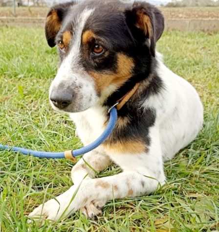 Cagnolino 3 anni taglia piccola - BIRBA