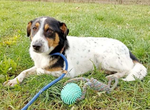 Cagnolino 3 anni taglia piccola - BIRBA