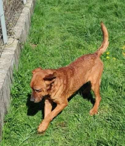 CAGNOLINO DA ADOTTARE