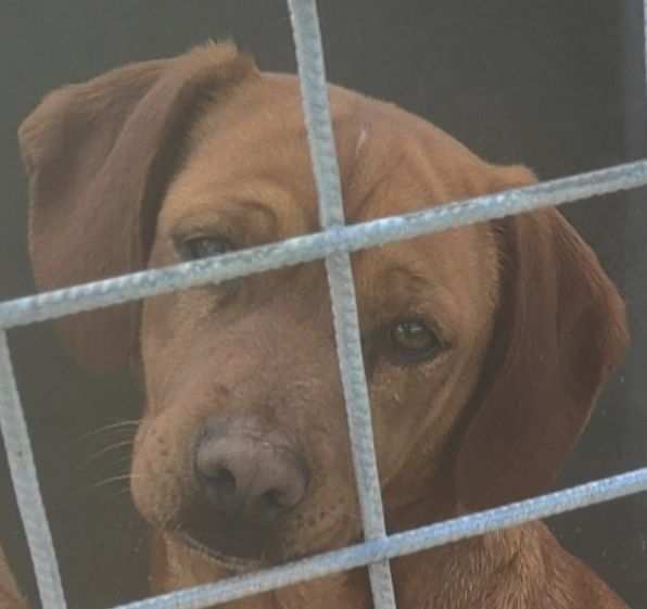 CAGNOLINO DA ADOTTARE