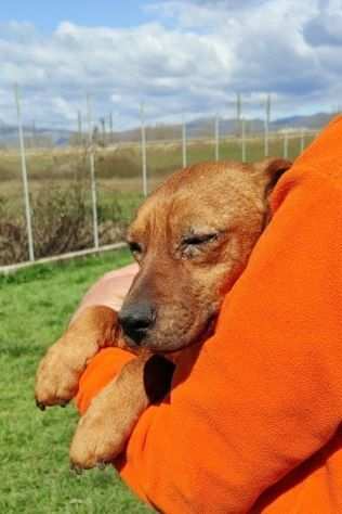 CAGNOLINO DA ADOTTARE