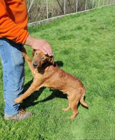 CAGNOLINO DA ADOTTARE