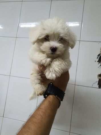 Cagnolino di razza maltese toy italiano