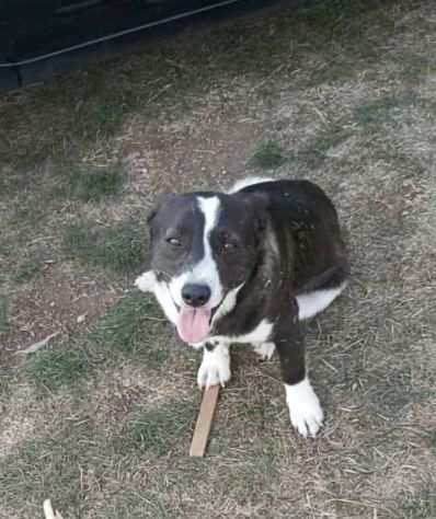 Cagnolino di taglia piccola in adozione