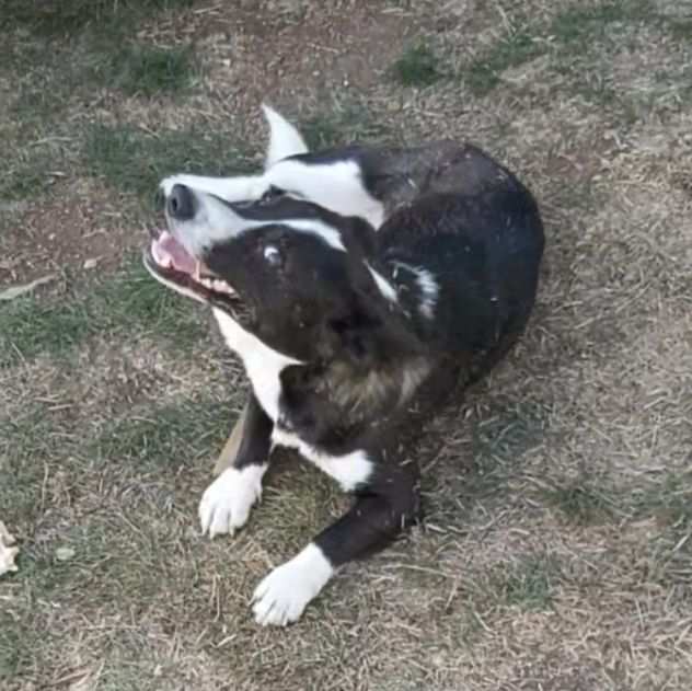 Cagnolino di taglia piccola in adozione