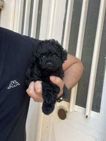 cagnolino di taglia toy barboncino nero maschietto