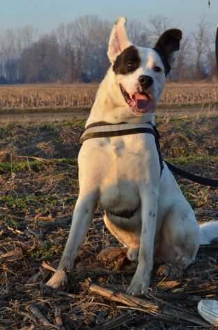 CAGNOLINO DOLCISSIMO