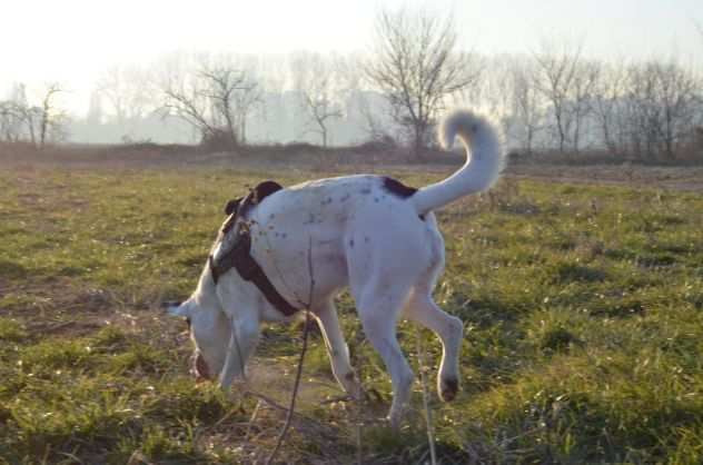 CAGNOLINO DOLCISSIMO