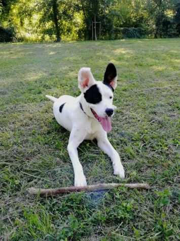 CAGNOLINO DOLCISSIMO