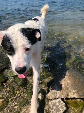 CAGNOLINO DOLCISSIMO