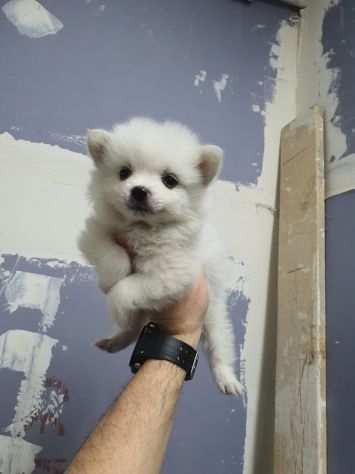 Cagnolino femmina di razza Spitz tedesco nano