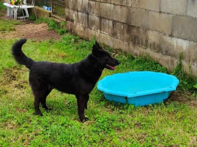 CAGNOLINO IN ADOZIONE ALBERTO, piccolo lupetto.