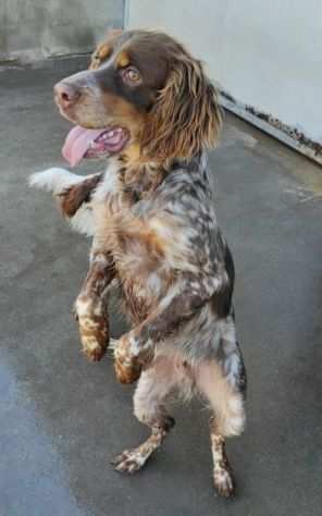 CAGNOLINO IN ADOZIONE ARAMIS, taglia medio piccola