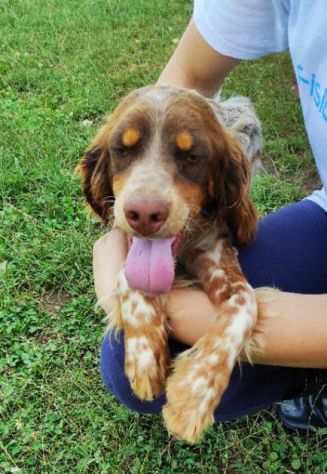 CAGNOLINO IN ADOZIONE ARAMIS, taglia medio piccola