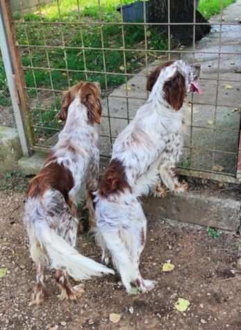 CAGNOLINO IN ADOZIONE ARAMIS, taglia medio piccola