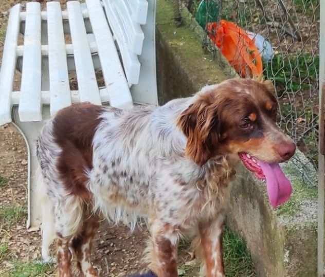 CAGNOLINO IN ADOZIONE ARAMIS, taglia medio piccola