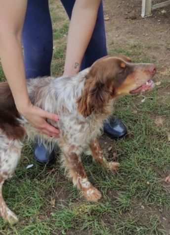 CAGNOLINO IN ADOZIONE ARAMIS, taglia medio piccola