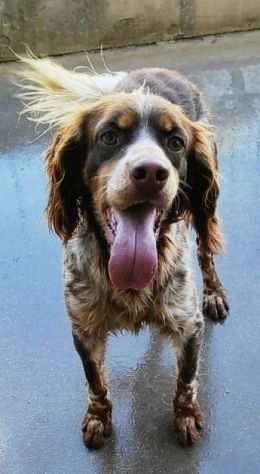 CAGNOLINO IN ADOZIONE ARAMIS, taglia medio piccola