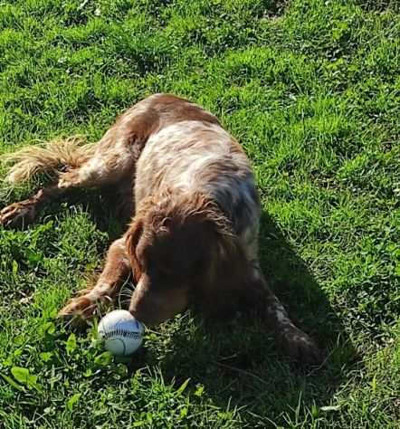 CAGNOLINO IN ADOZIONE ARAMIS, taglia medio piccola