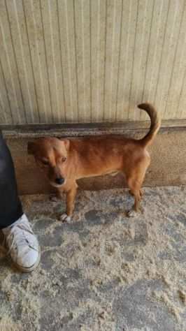 CAGNOLINO IN ADOZIONE BAMBI, TAGLIA PICCOLA