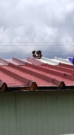 CAGNOLINO IN ADOZIONE BIRBA, ci vuole fortuna anche......